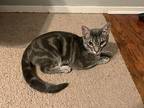 Everest 7815, Domestic Shorthair For Adoption In Dallas, Texas