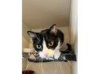 Miss Kitty, Domestic Shorthair For Adoption In Royal Oak, Michigan