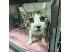 Cornucopia, Domestic Shorthair For Adoption In Kingston, Ontario