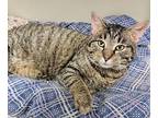 Gale, Domestic Shorthair For Adoption In Fremont, Ohio