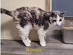 Winnie, Domestic Shorthair For Adoption In Cedar Rapids, Iowa