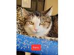 Hera, Domestic Shorthair For Adoption In Cedar Rapids, Iowa