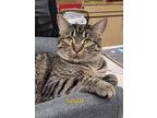 Nestle, Domestic Shorthair For Adoption In Cedar Rapids, Iowa