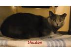 Shadow, Domestic Shorthair For Adoption In Cedar Rapids, Iowa