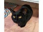 Sasha, Domestic Shorthair For Adoption In Fremont, Ohio