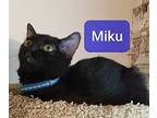 Miku 1207, Domestic Shorthair For Adoption In Dallas, Texas