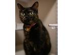 Scylla, Domestic Shorthair For Adoption In Fremont, Ohio