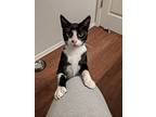 Bernard Burgard, Domestic Shorthair For Adoption In Dallas, Texas