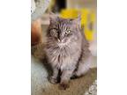 Audra, Domestic Longhair For Adoption In Fremont, Ohio