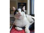 Oreo, Domestic Shorthair For Adoption In Fremont, Ohio