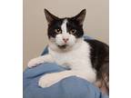 Squeaks, Domestic Shorthair For Adoption In Fremont, Ohio
