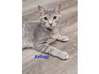 Kellogg, Domestic Shorthair For Adoption In Cedar Rapids, Iowa