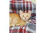 Larry, Domestic Shorthair For Adoption In Fremont, Ohio