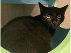 Willow Smith, Domestic Shorthair For Adoption In Tucson, Arizona