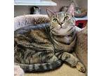 Phoebe, Domestic Shorthair For Adoption In Fremont, Ohio