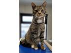 Joffrey, Domestic Shorthair For Adoption In Fremont, Ohio