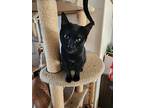 Berreta, Domestic Shorthair For Adoption In Tehachapi, California