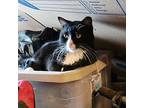 Buster Contact [phone removed], Domestic Shorthair For Adoption In Dallas, Texas