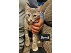 Demi Loves-a-lot 6489, Domestic Shorthair For Adoption In Dallas, Texas