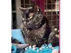 Dayne, Domestic Shorthair For Adoption In Tucson, Arizona