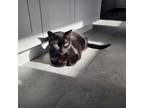 Claudette, Domestic Shorthair For Adoption In Kingston, Ontario