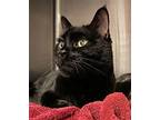 Paddy, Domestic Shorthair For Adoption In Tucson, Arizona