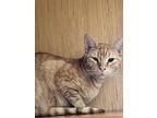 Katmandu 0790, Domestic Shorthair For Adoption In Dallas, Texas