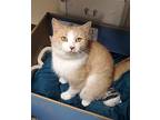 Tamago, Domestic Shorthair For Adoption In Fremont, Ohio