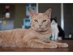 Ninshe, Domestic Shorthair For Adoption In Tucson, Arizona