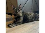 Ocala, Domestic Shorthair For Adoption In Kingston, Ontario