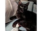 Bellatrix, Domestic Shorthair For Adoption In Kingston, Ontario