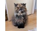 Penny, Persian For Adoption In Kingston, Ontario