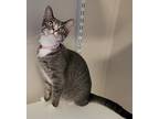 Socks, Domestic Shorthair For Adoption In Fremont, Ohio