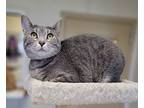 Kelsi, Domestic Shorthair For Adoption In Fremont, Ohio