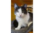 Staedmon, Domestic Shorthair For Adoption In Tucson, Arizona