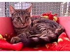 Nami, Domestic Shorthair For Adoption In Tucson, Arizona