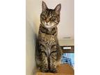 Hercomer, Domestic Shorthair For Adoption In Tucson, Arizona