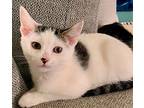 Fruity Pebbles 1850, Domestic Shorthair For Adoption In Dallas, Texas