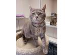 Tsunami, Domestic Shorthair For Adoption In Fremont, Ohio