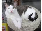Chester, Domestic Shorthair For Adoption In St. Louis, Missouri