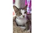 Luna, Domestic Shorthair For Adoption In Fremont, Ohio