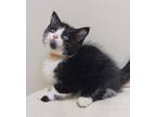 Luke Skywhisker, Domestic Shorthair For Adoption In Fremont, Ohio