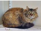Kitty Hex, Domestic Longhair For Adoption In Fremont, Ohio