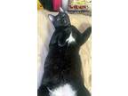 Missy (bonded W/waluigi), Domestic Shorthair For Adoption In Centerville, Utah