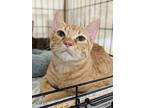 Starburst 4598, Domestic Shorthair For Adoption In Dallas, Texas