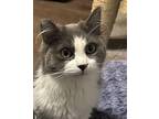 Bradley, Domestic Mediumhair For Adoption In Tehachapi, California