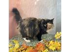 Boojee, Domestic Longhair For Adoption In Frankfort, Kentucky