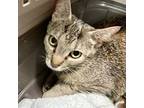 Sally, Domestic Shorthair For Adoption In Frankfort, Kentucky