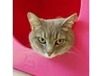 Bella 4012, Domestic Shorthair For Adoption In Frankfort, Kentucky