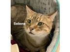 Selene, Domestic Shorthair For Adoption In St. Louis, Missouri